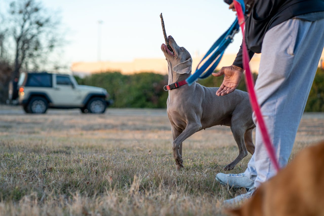 A Weimaraner dog on a leash playing fetch with its owner in a grassy park setting.